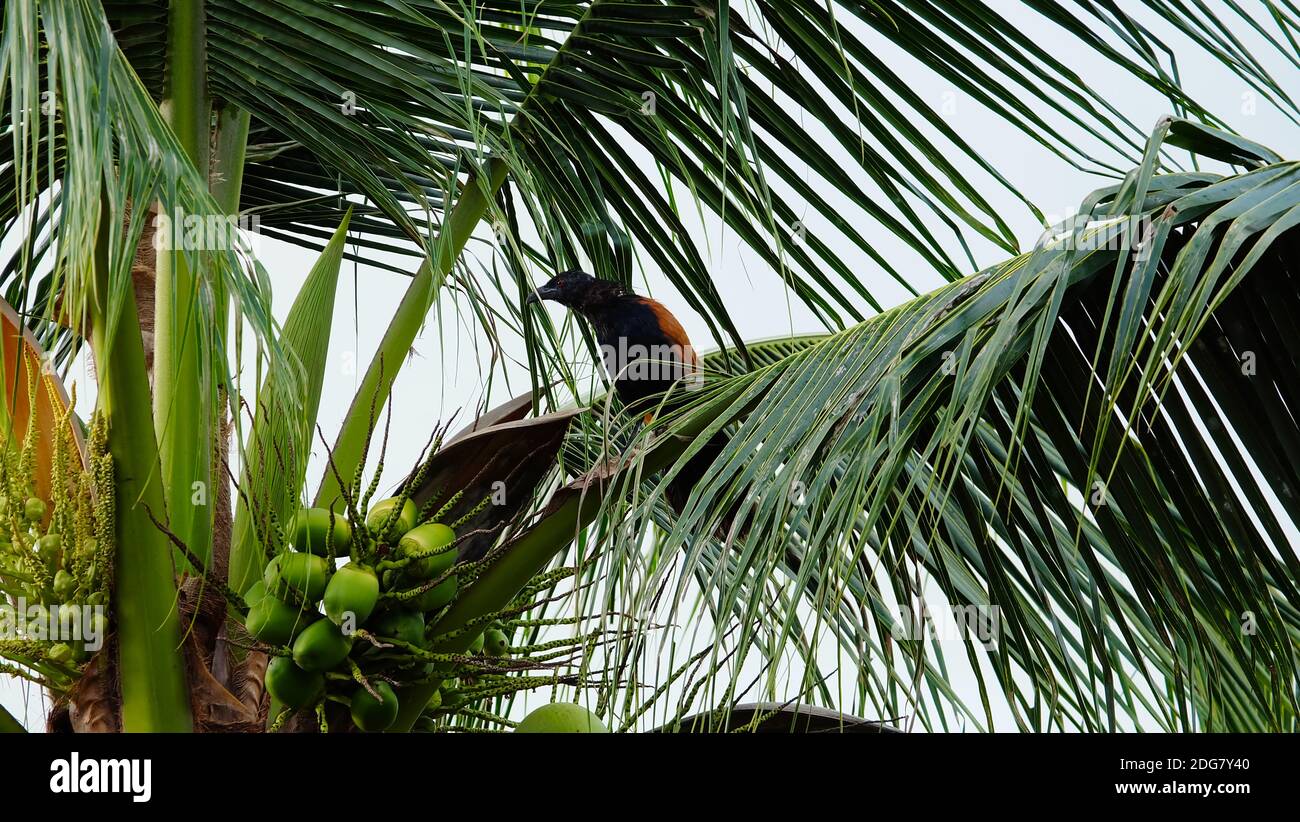 A greater coucal perched on the branch of a coconut tree. Stock Photo