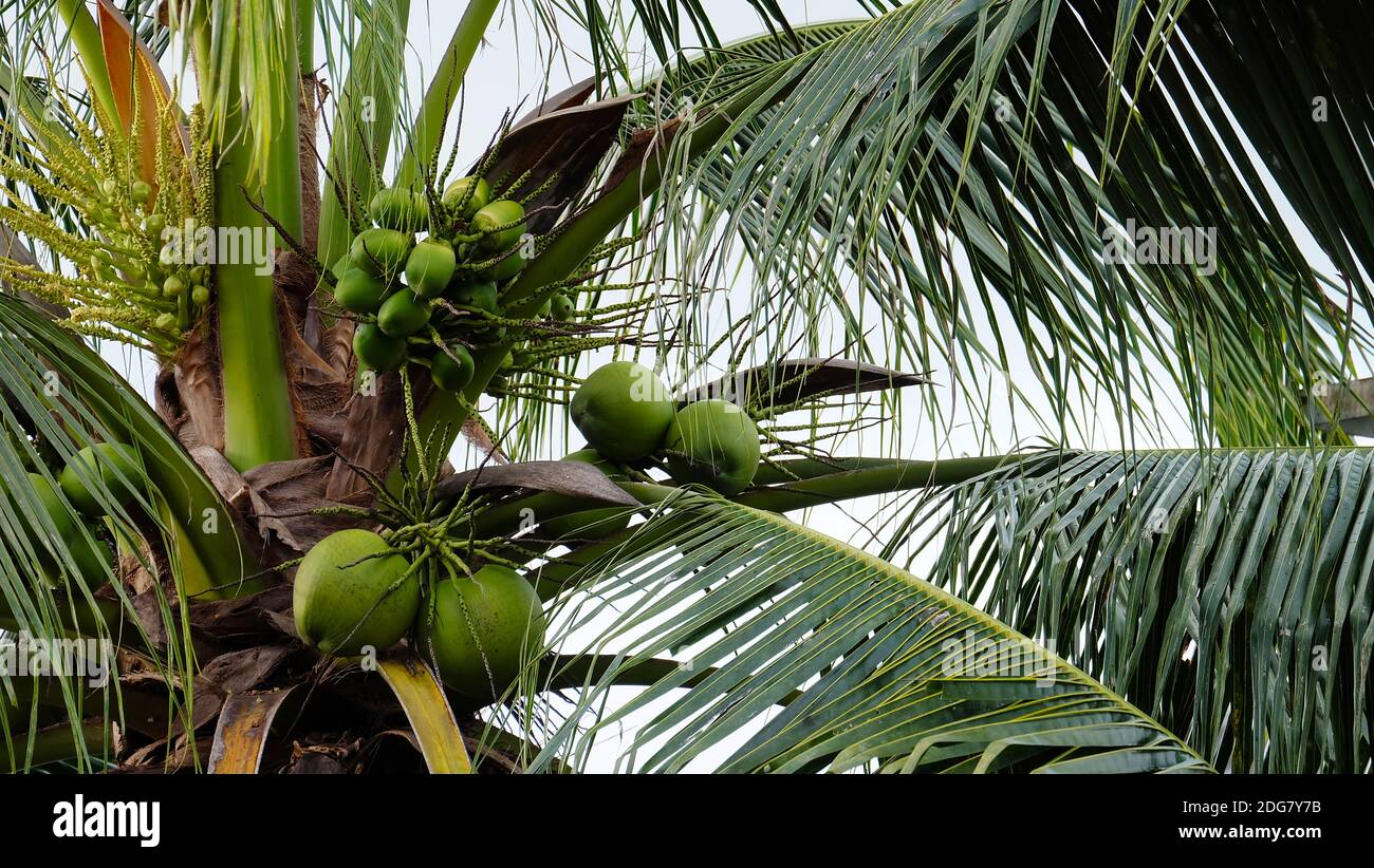 Tropical coconut tree with fruits growing on the tree. Stock Photo