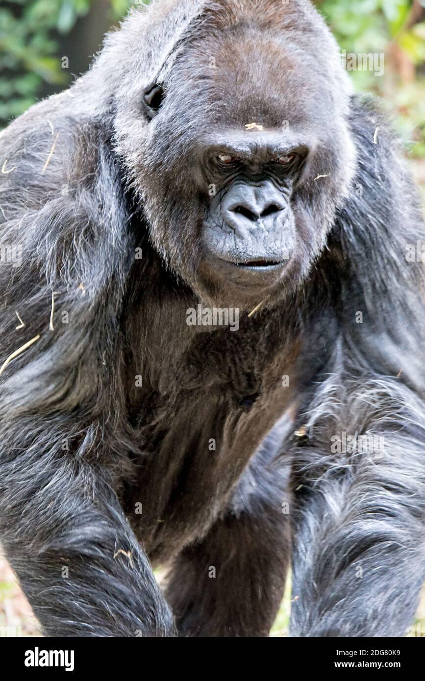 Silver back gorilla looking alert and menacing against a natural background Stock Photo