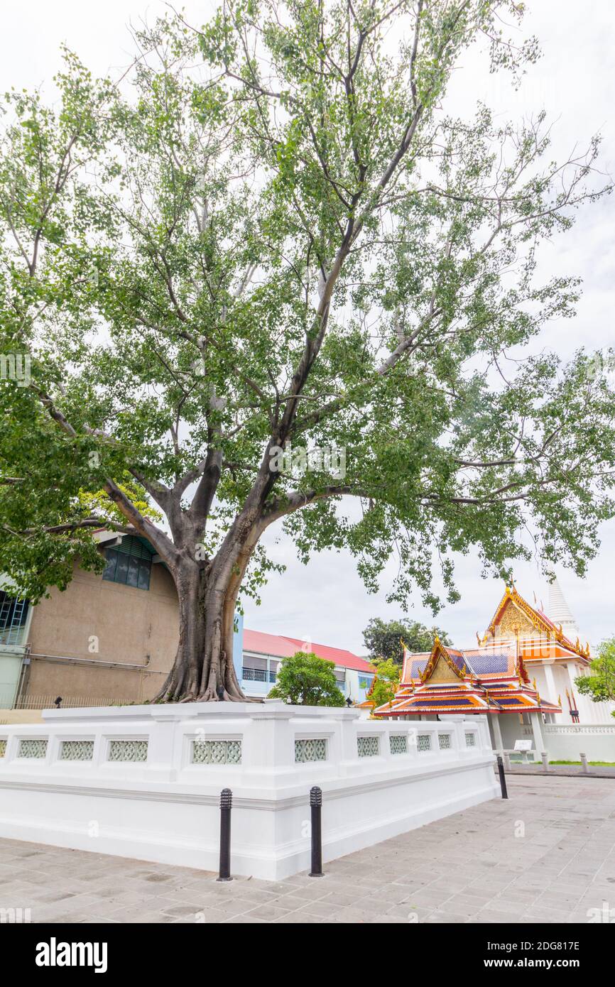 A sacred bodhi tree inside a temple in Bangkok, Thailand Stock Photo ...