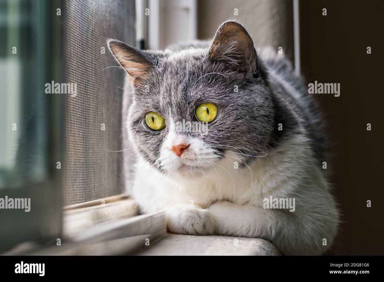 Close up of small gray and white cat with green eyes sitting on the windowsill and looking curiously outside Stock Photo