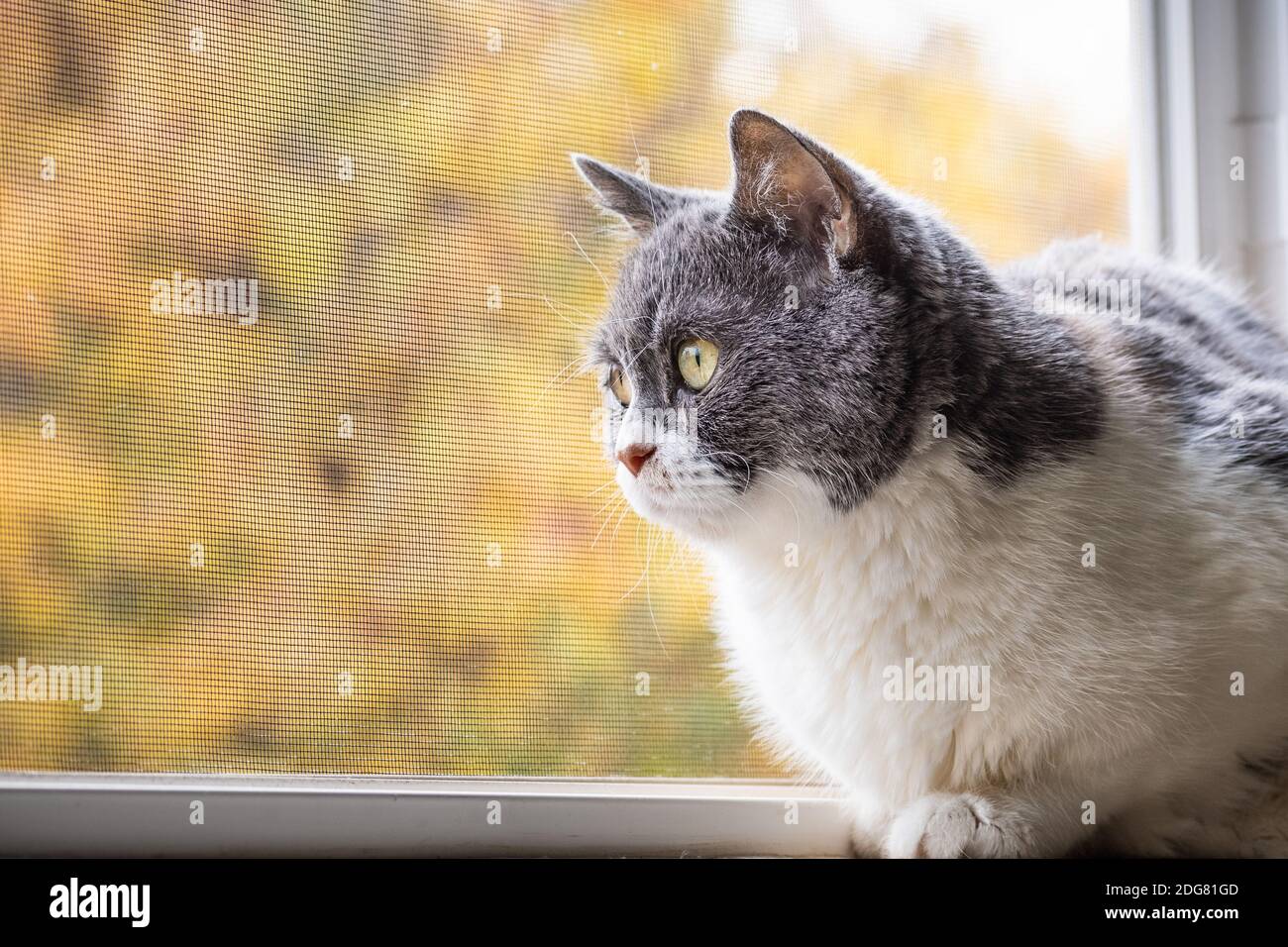 Close up of small gray and white cat with green eyes sitting on the windowsill and looking curiously outside; fall foliage visible outside, behind the Stock Photo