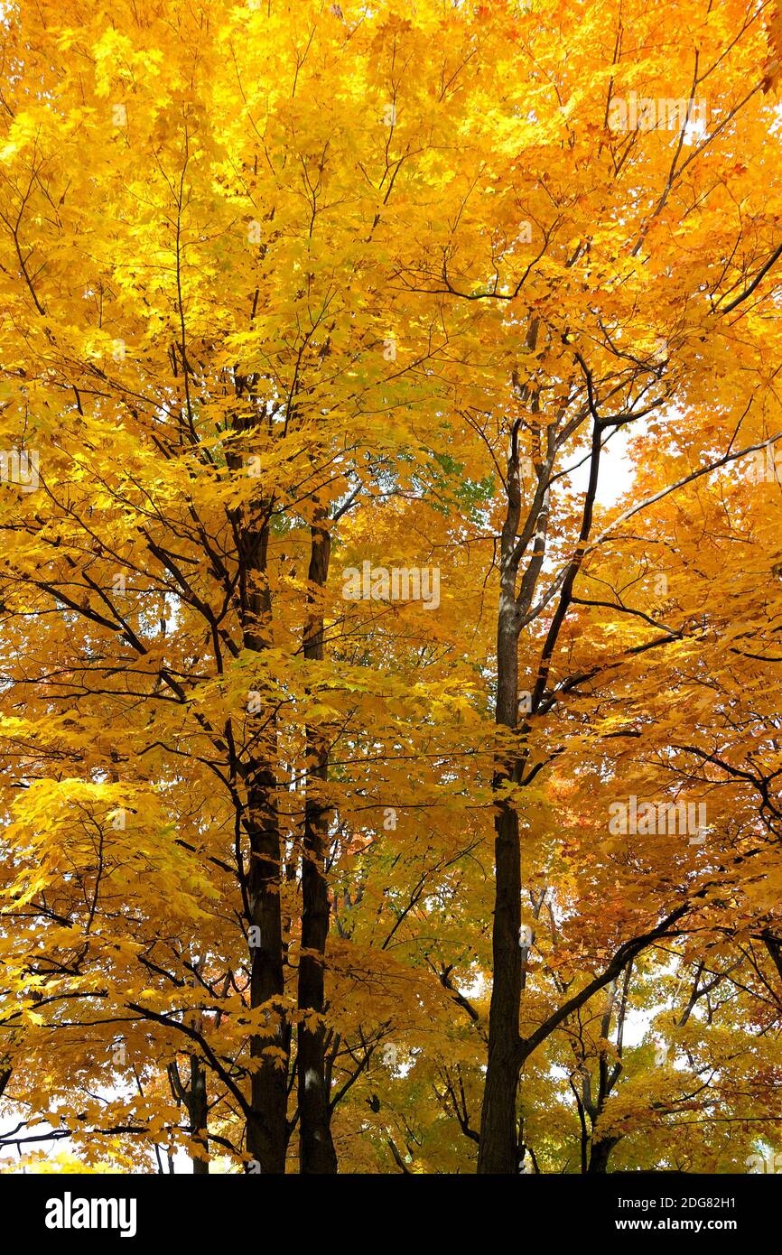 Fall foliage in Canada Stock Photo Alamy