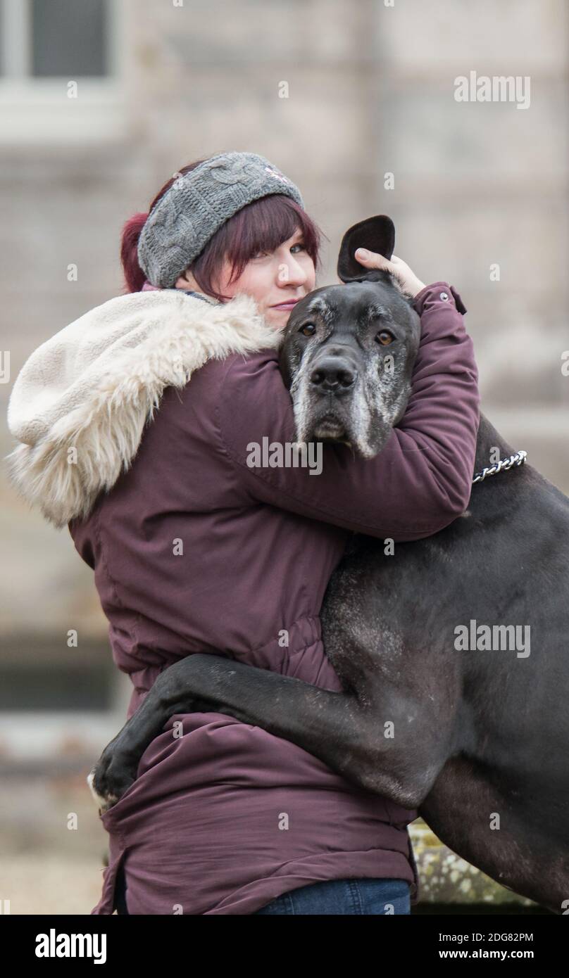 Woman and Great Dane - Friendship Stock Photo