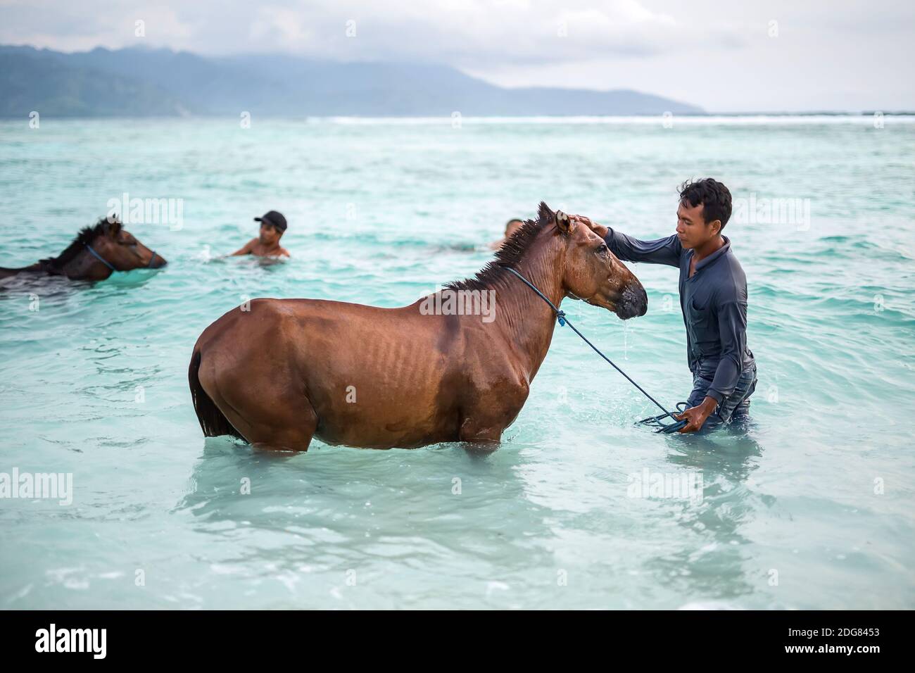 Men with horses in sea Stock Photo