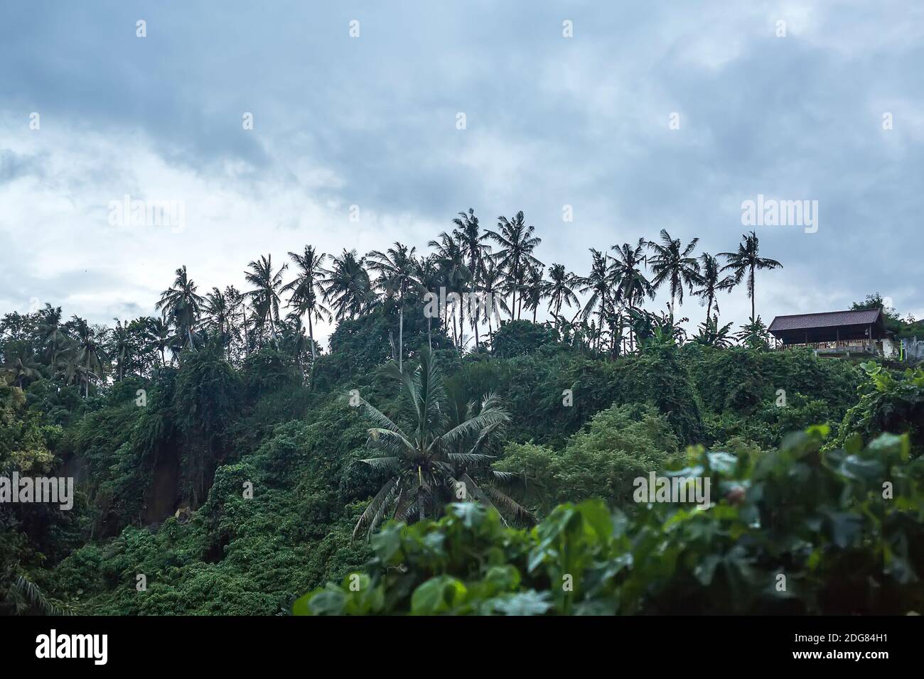 Jungles with small house Stock Photo