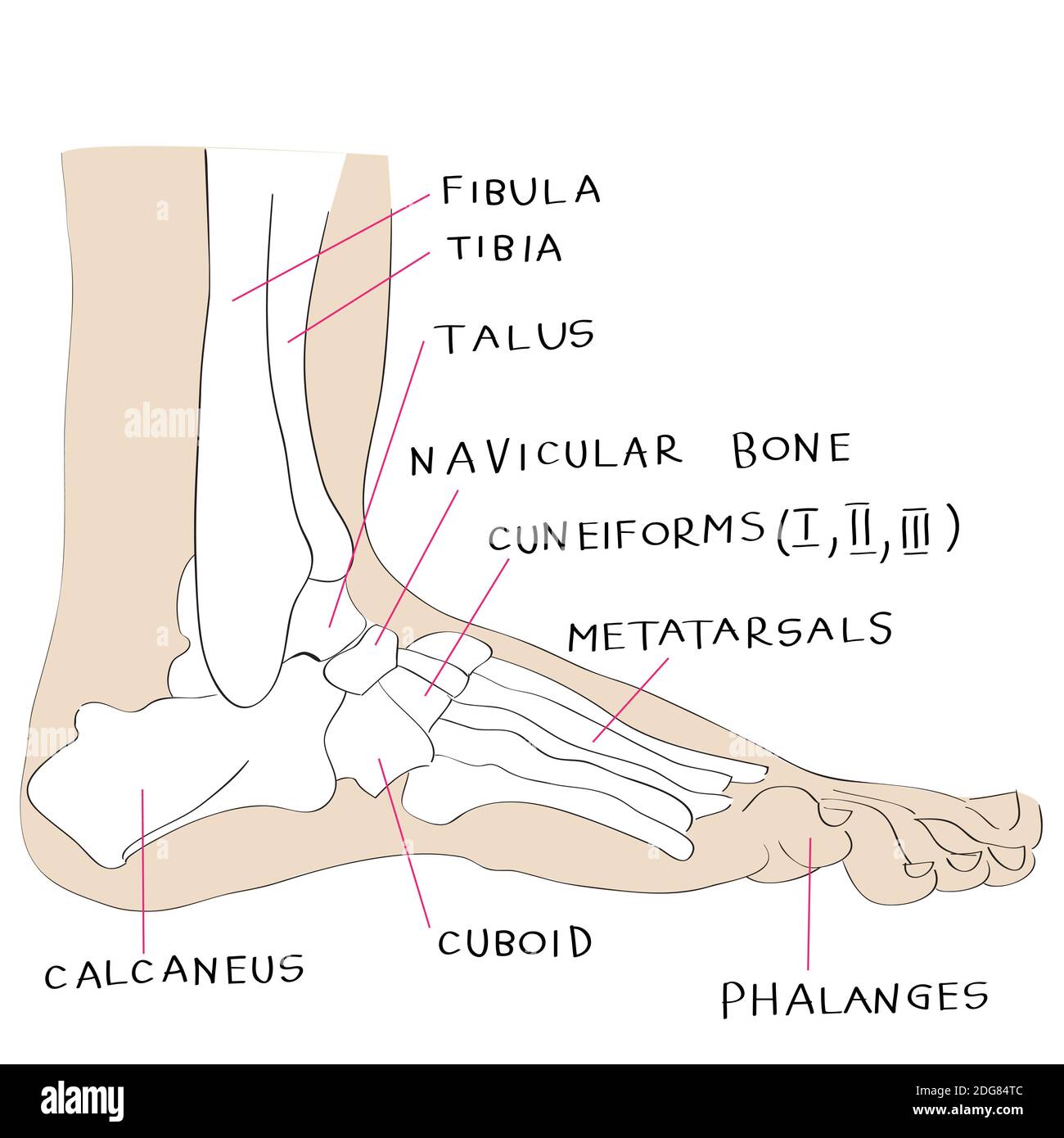 Lateral view foot bones color Stock Photo Alamy