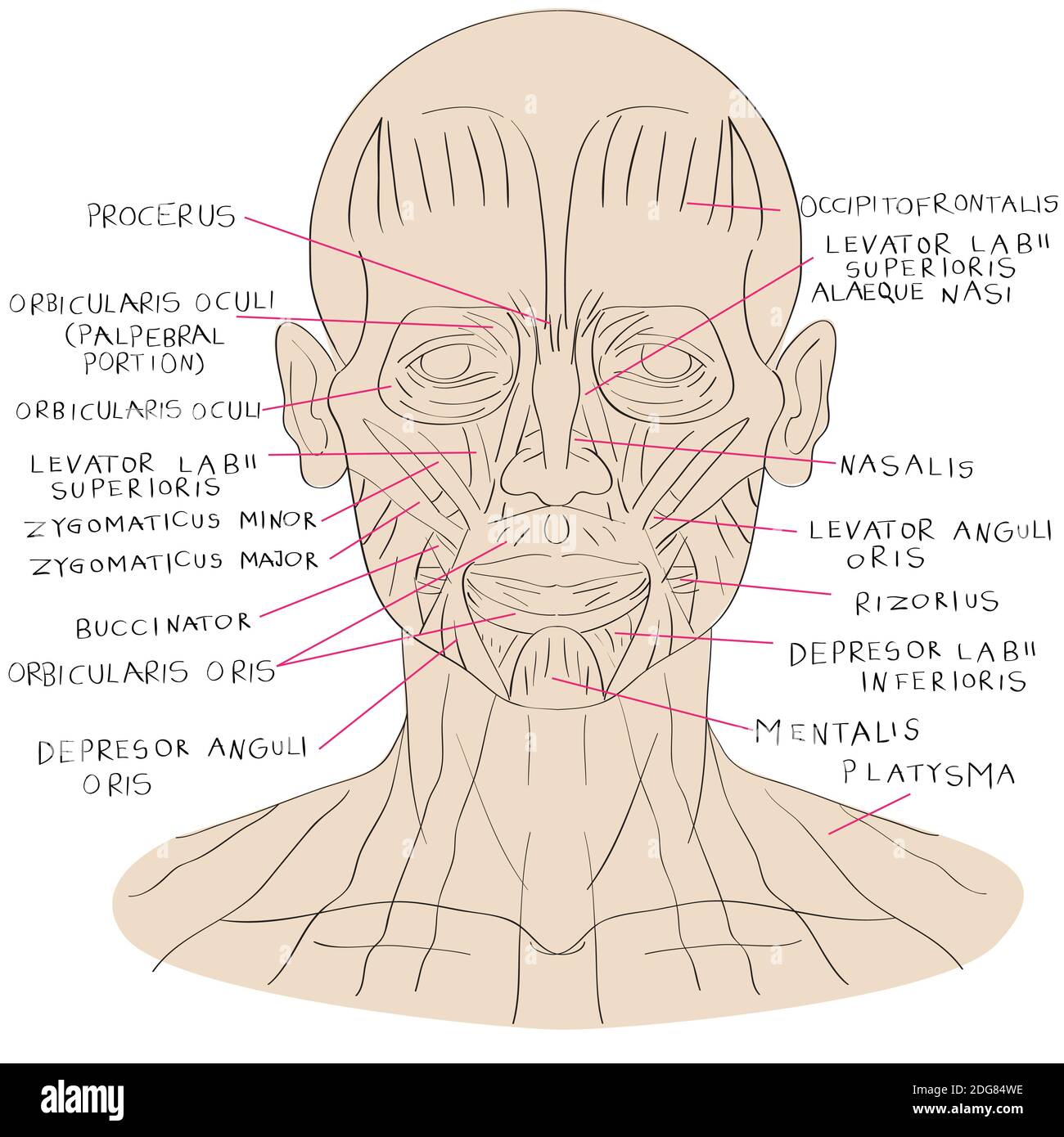 Face muscle color Stock Photo