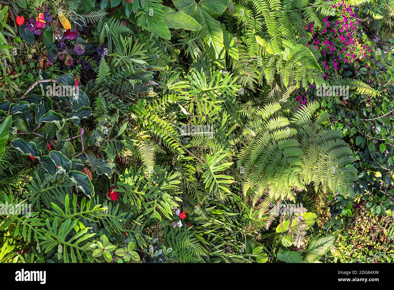 Colorful plants and flowers Stock Photo - Alamy