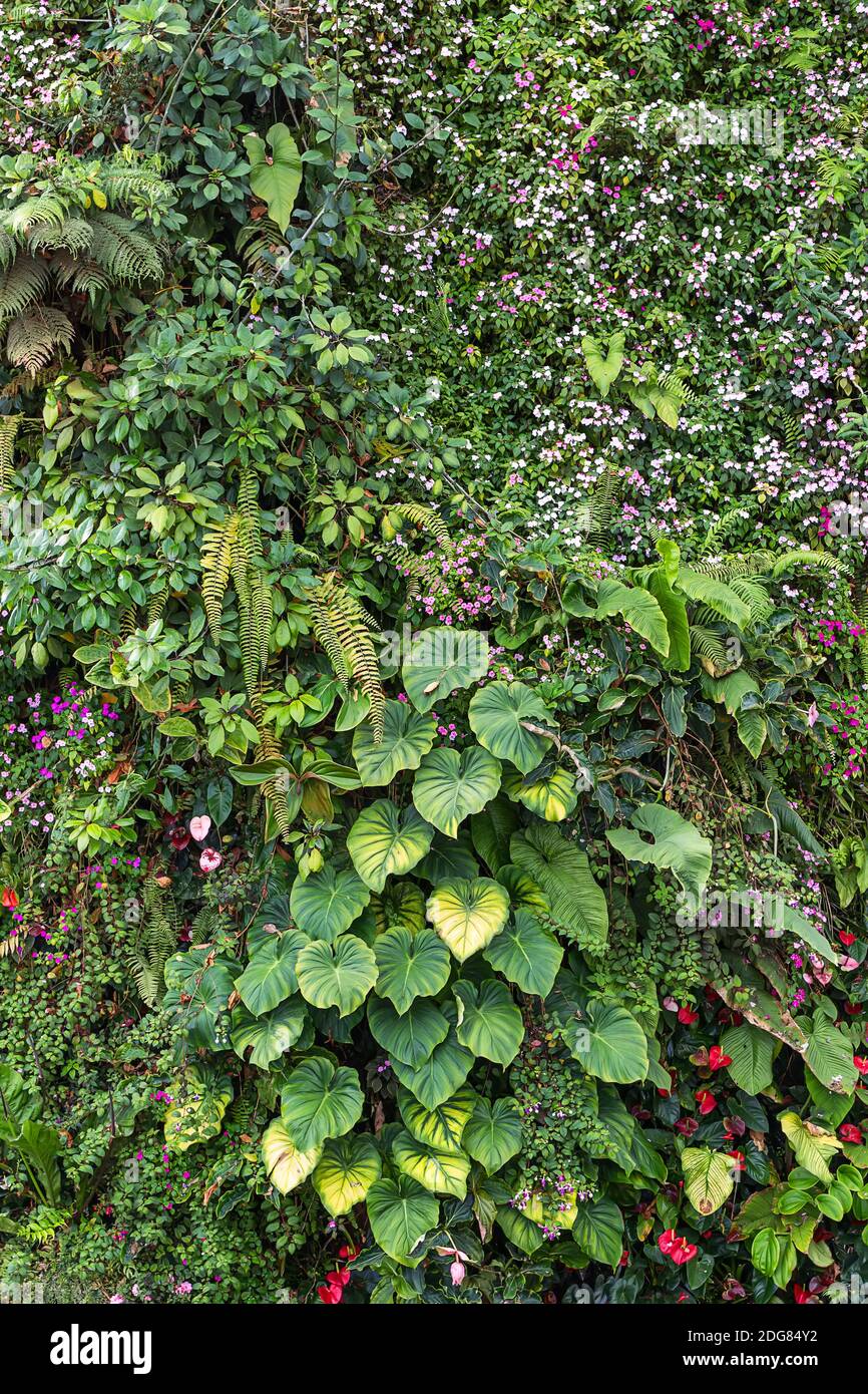 Colorful plants and flowers Stock Photo