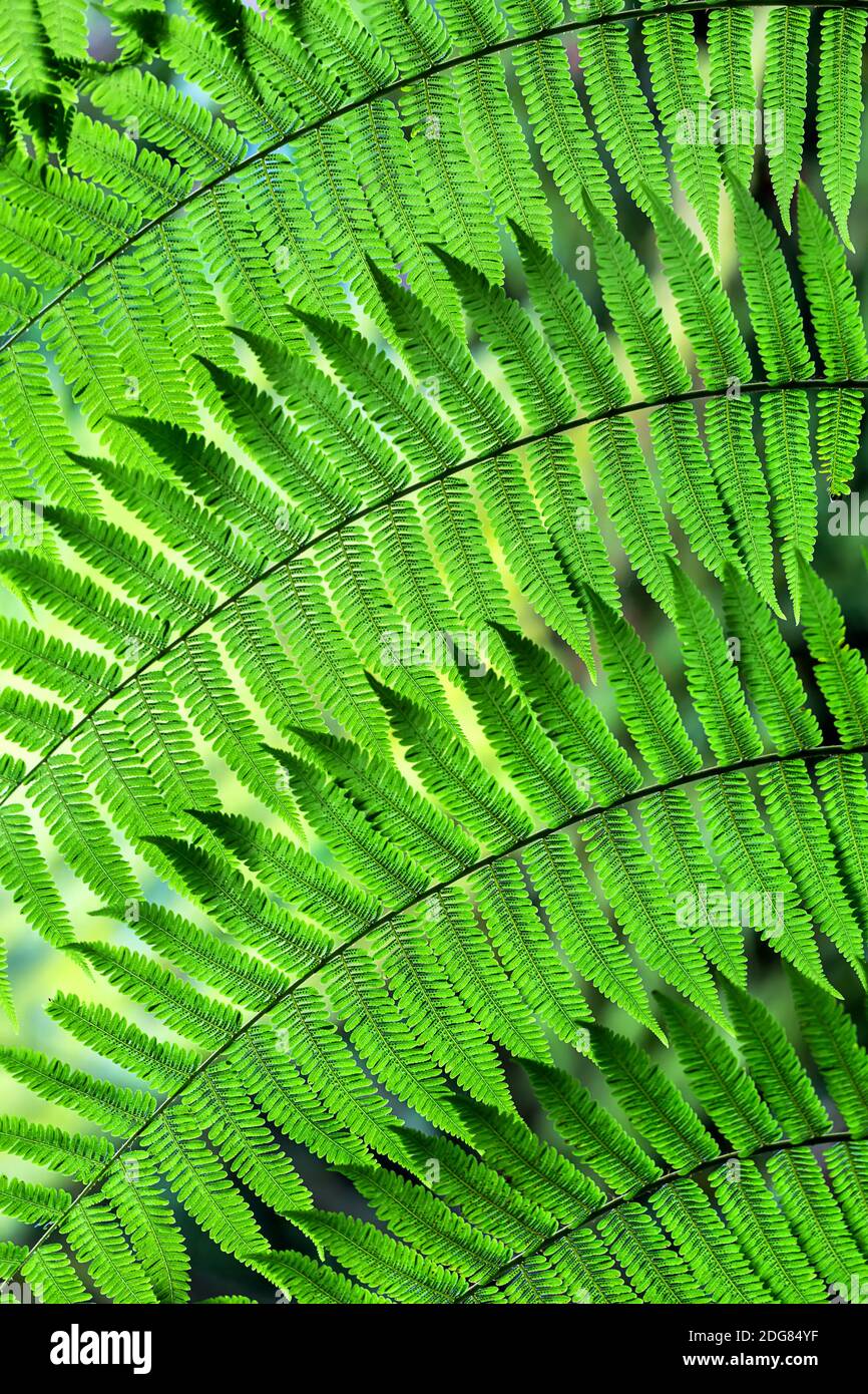 Macro photo of green fern Stock Photo