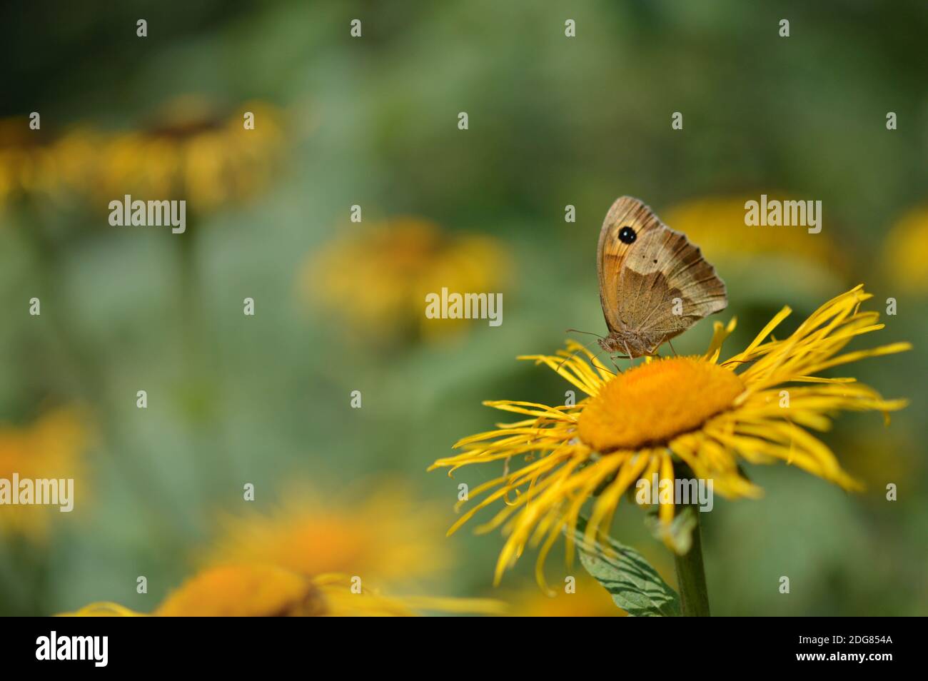 Large heath butterfly on a yellow flower, brown and orange butterfly with a black dot, close up, macro, closed wing, side view. Stock Photo
