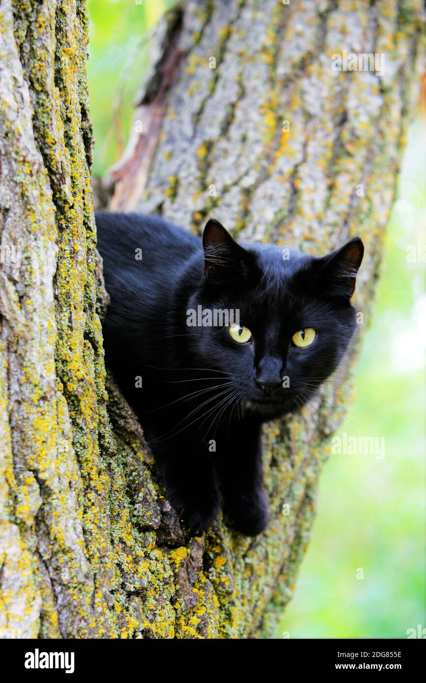 Black Cat sitting in tree, looking, curious Stock Photo