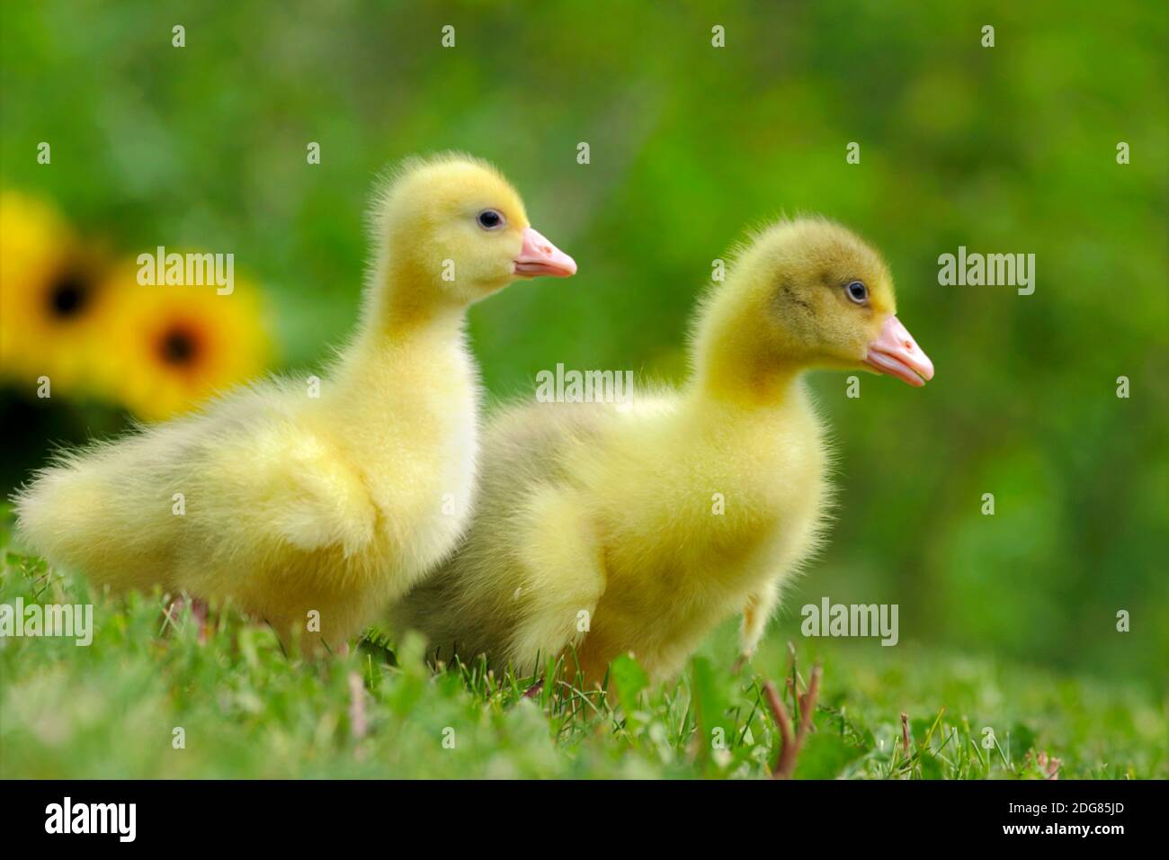 Emden Geese, two Gooseling, walking together in grass Stock Photo