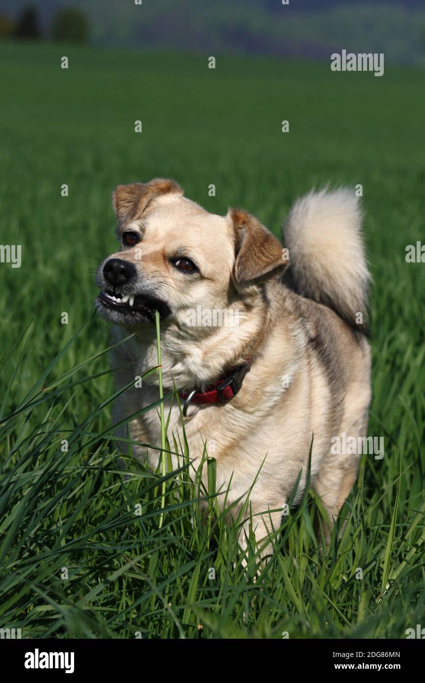 Dog eats grass Stock Photo Alamy