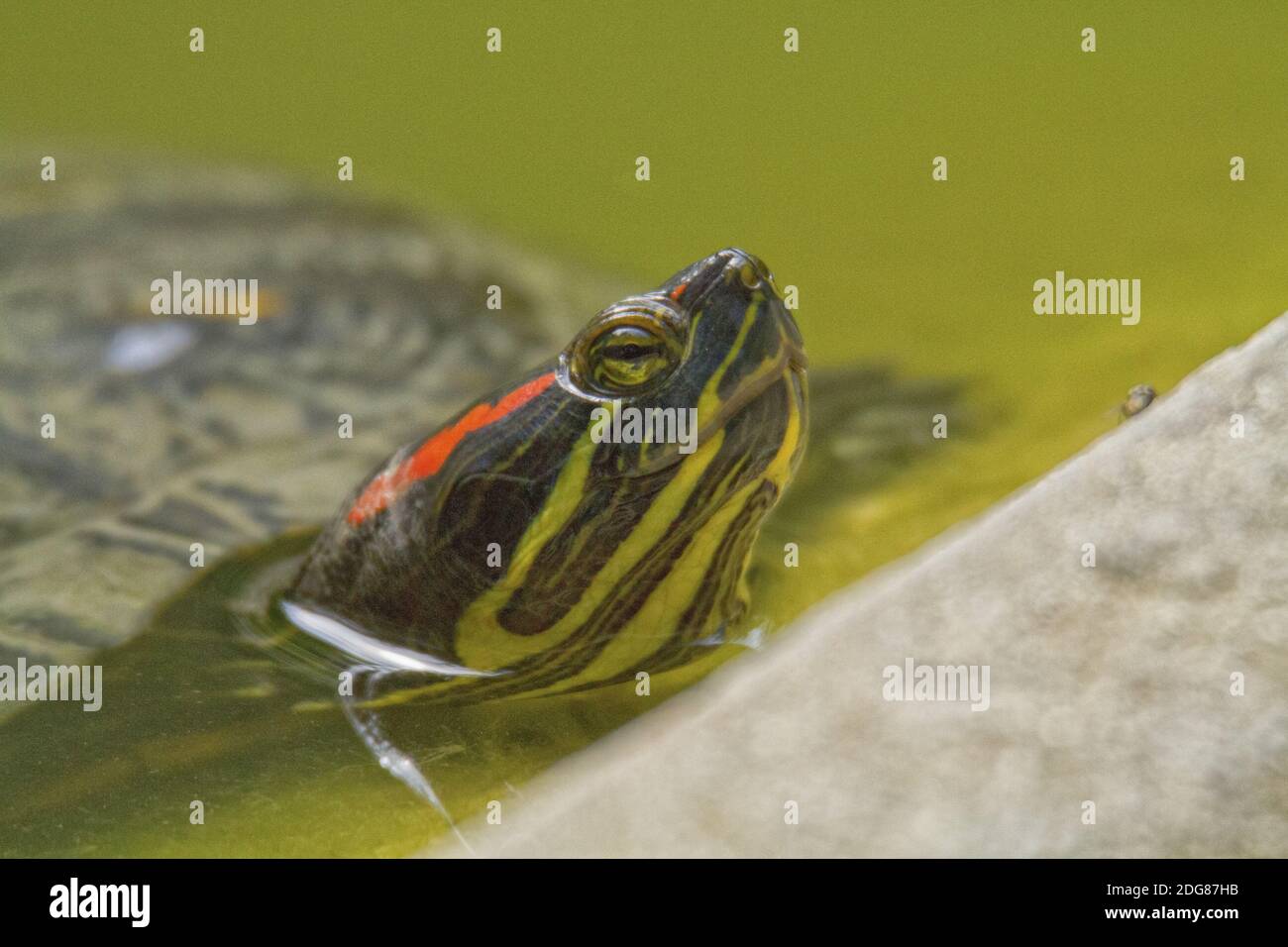 Red Ear Turtle Shell Red Eared Turtle Shell High Resolution Stock Photography and Images - Alamy