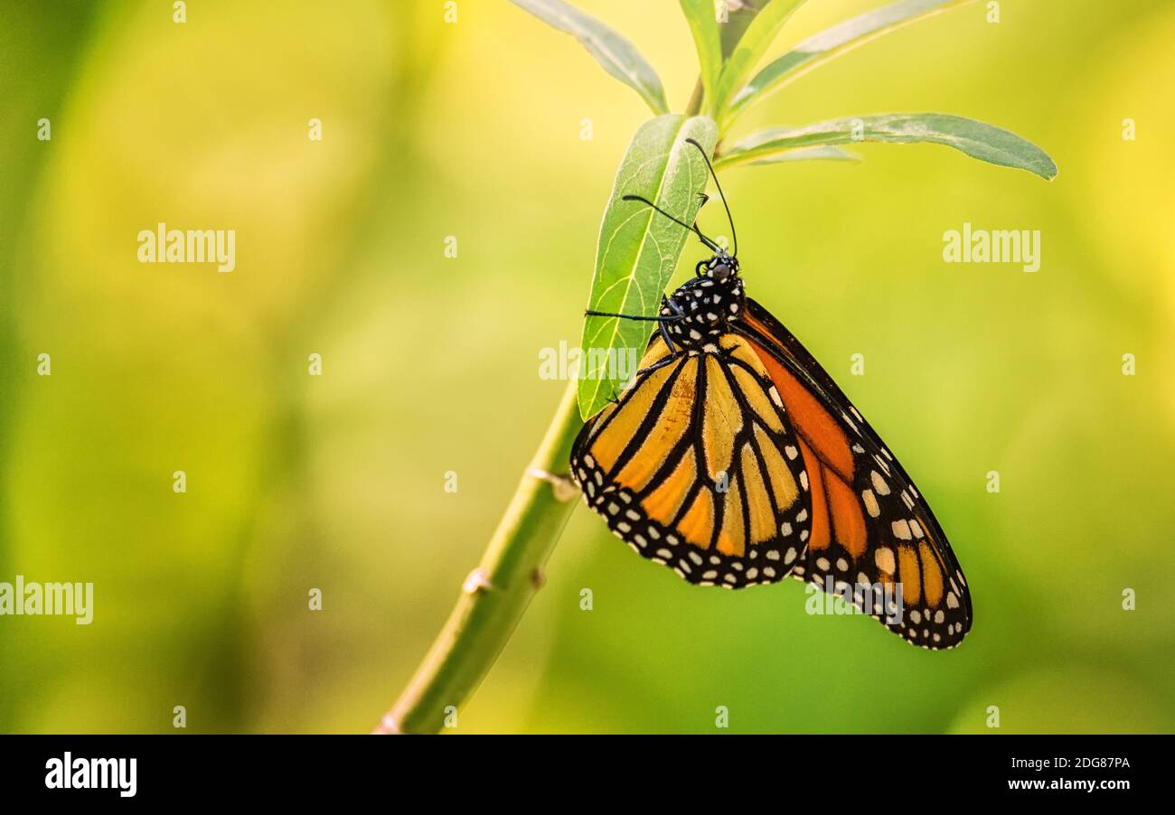 Orange and Black Butterfly Stock Photo