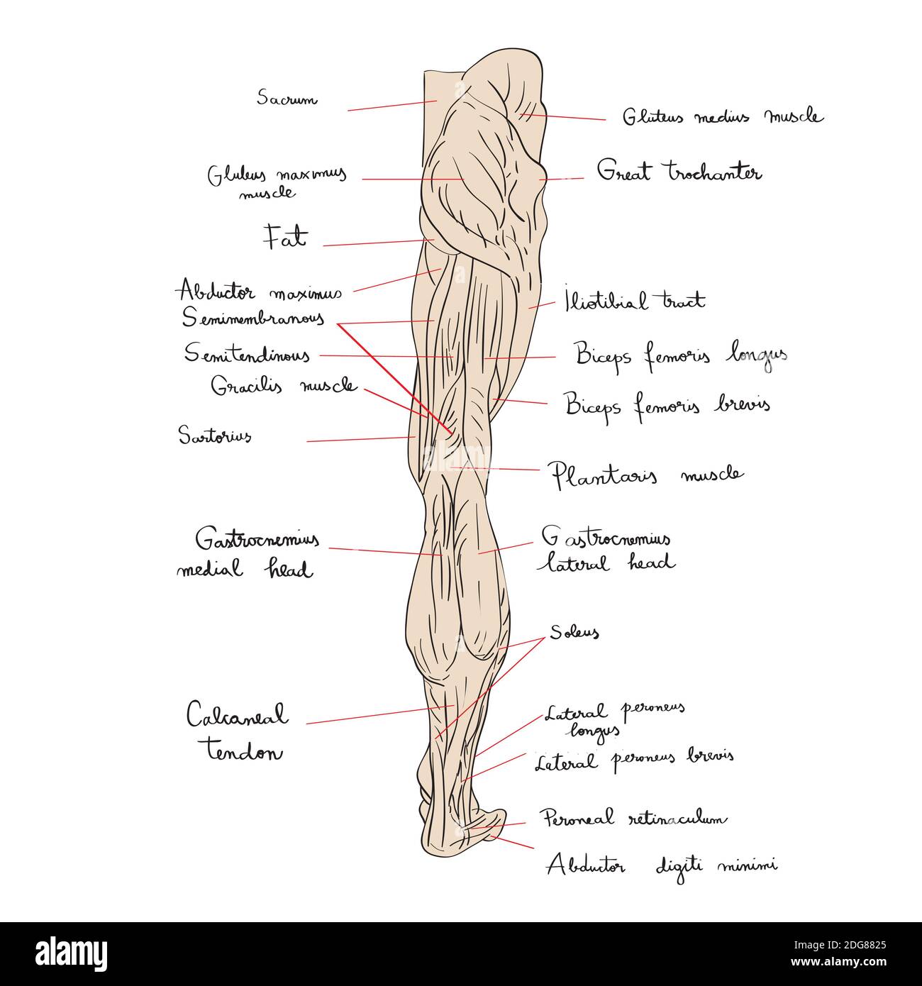 Leg muscles back text Stock Photo