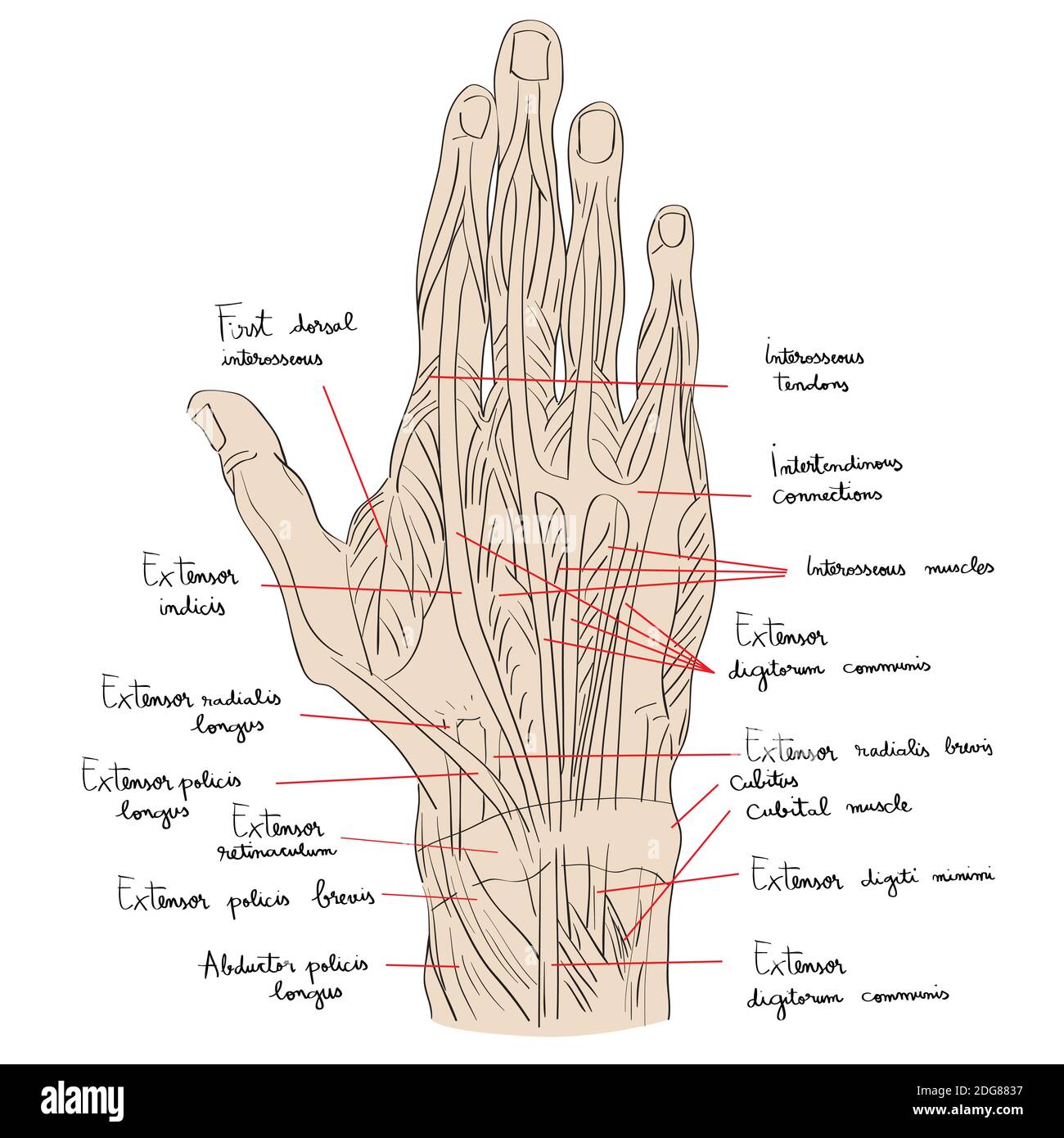 Hand dorsal muscles color Stock Photo