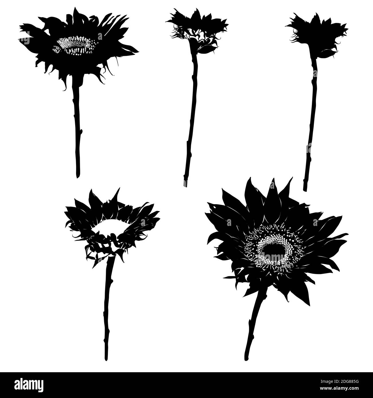 Sunflower silhouettes series Stock Photo