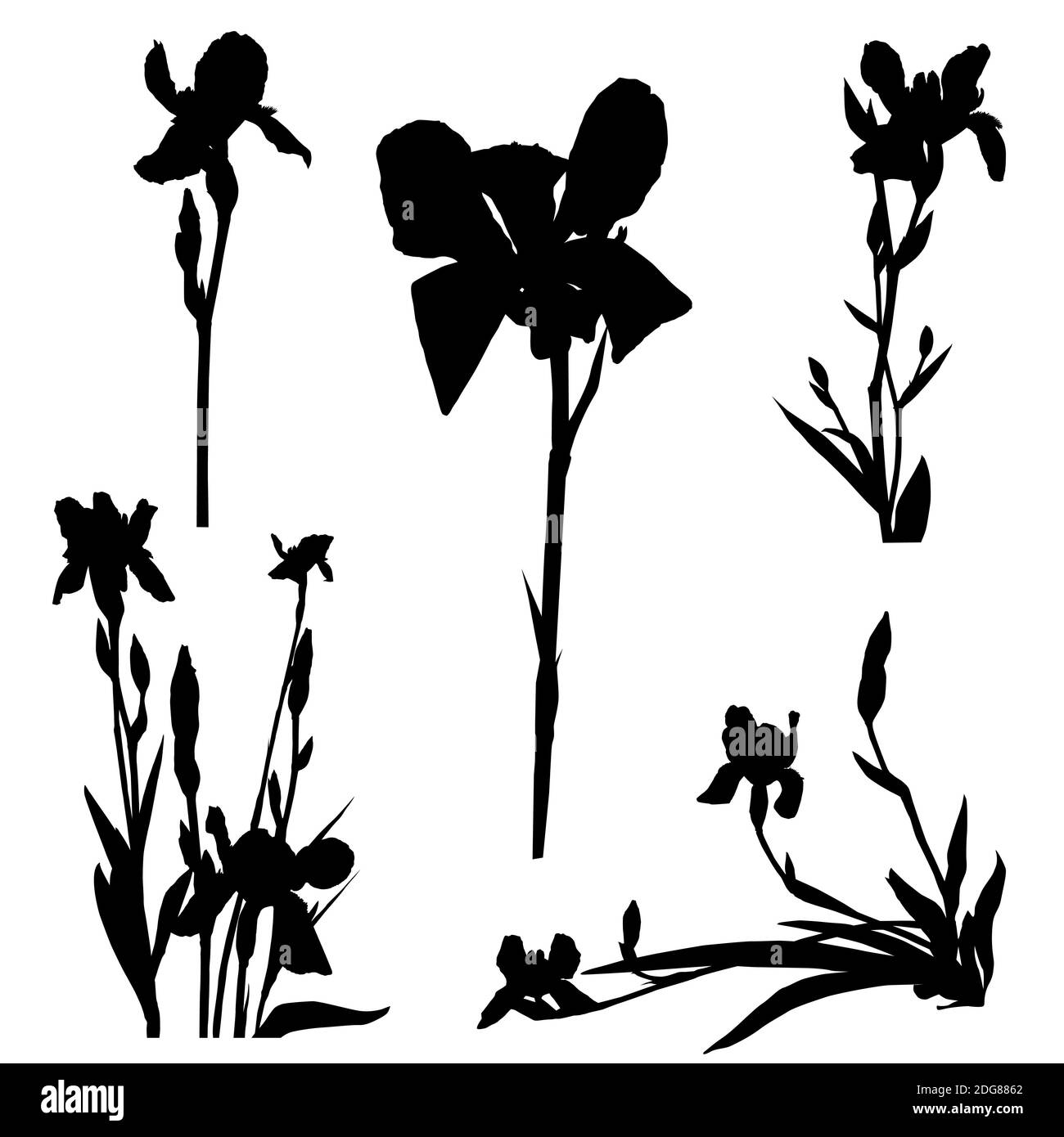 Iris silhouettes series Stock Photo