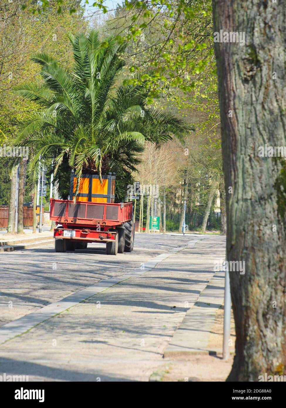 Palmentransport hires stock photography and images Alamy