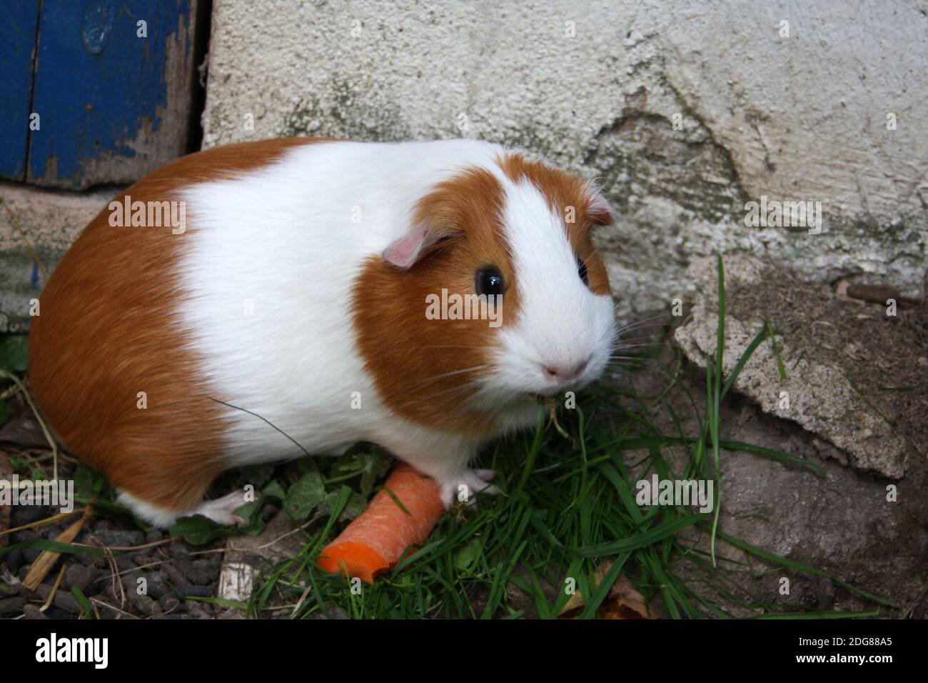 Guinea pig with carrot Stock Photo