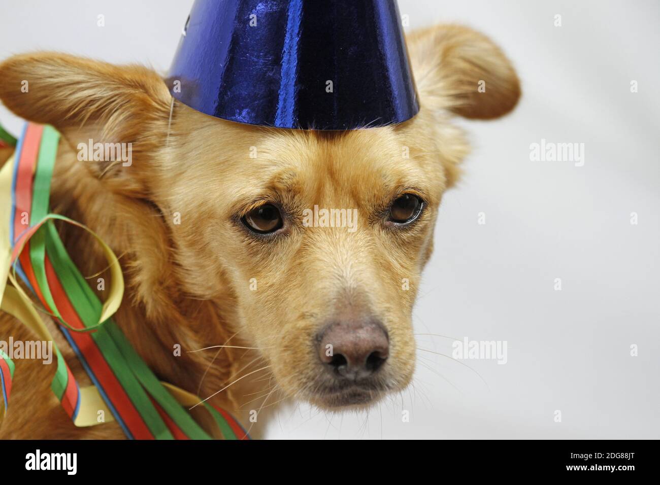 Dog with hat and streamers Stock Photo