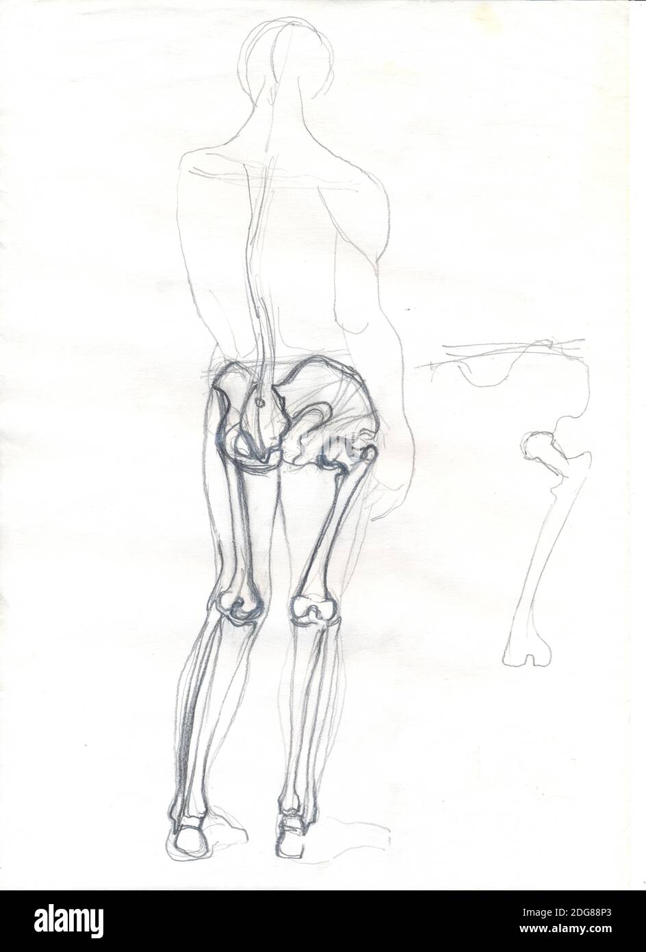 Legs skeleton Stock Photo