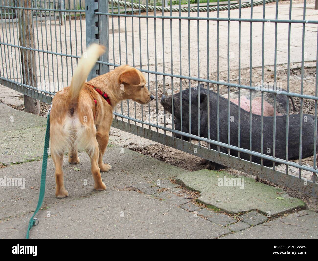Little dog in the zoo Stock Photo Alamy