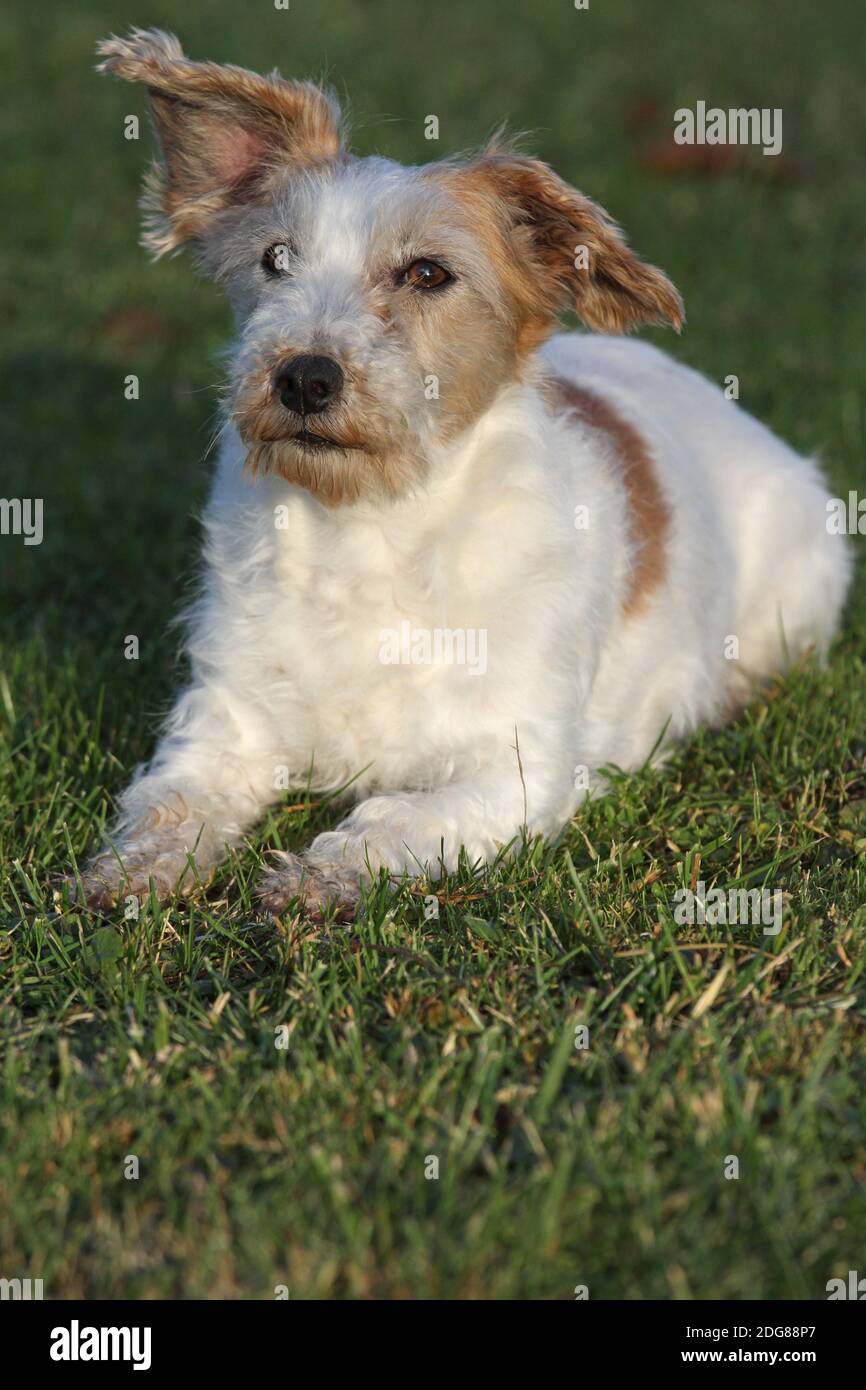 Wire haired parson russell terrier hi-res stock photography and images ...