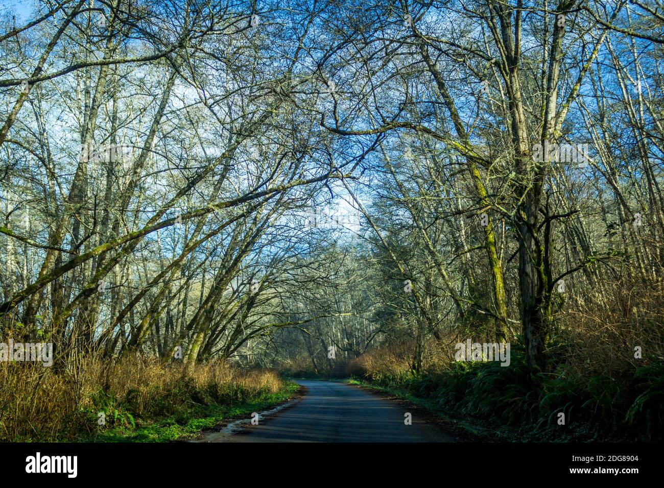 Tree canopy road hi-res stock photography and images - Alamy