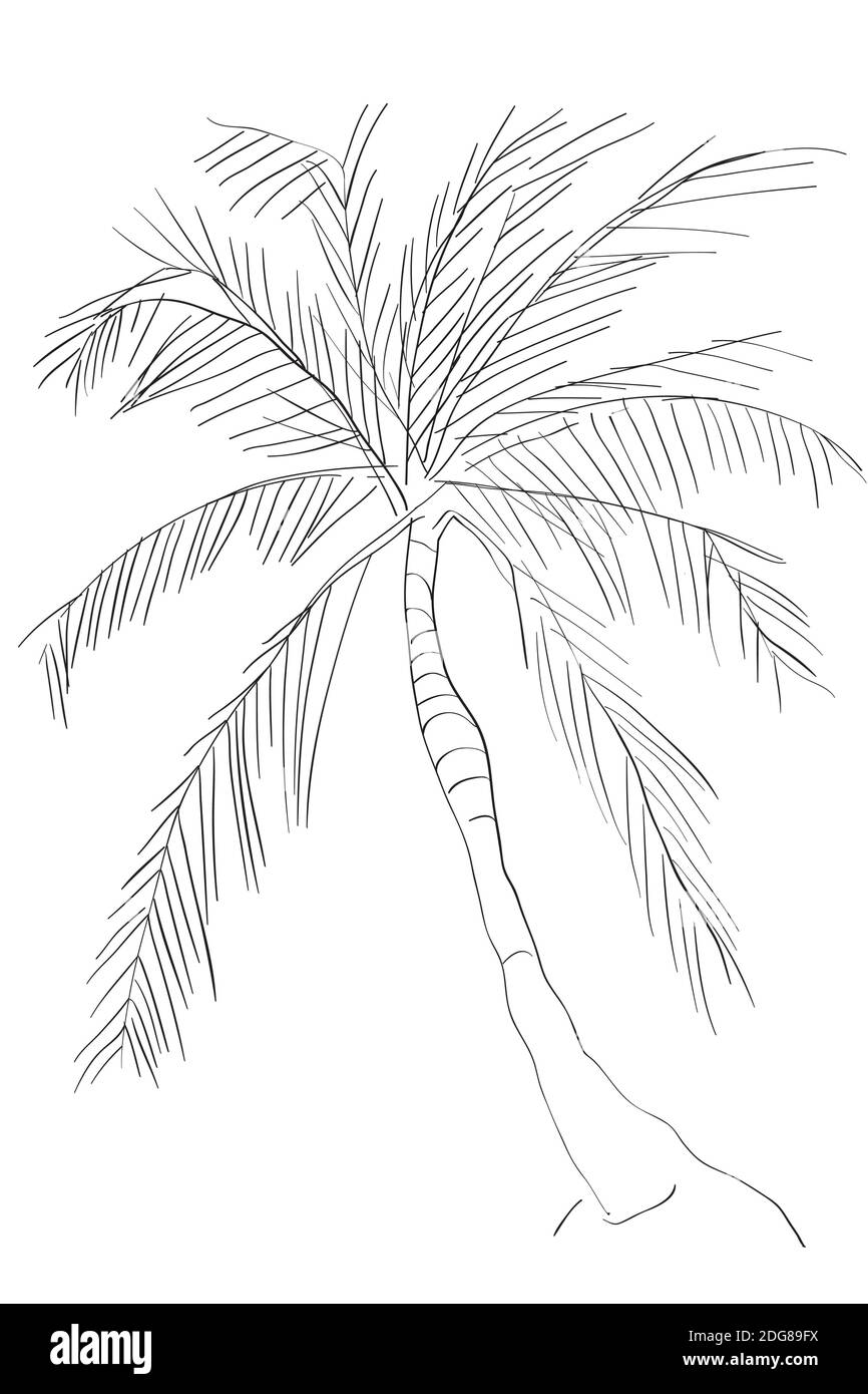Pom Tree Drawing Easy