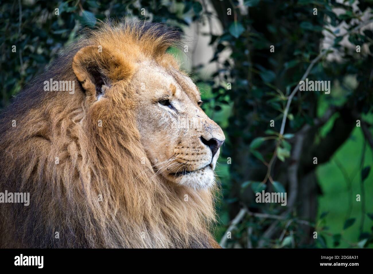 head portrait of majestic male of Southwest African lion or Katanga lion, Panthera leo bleyenberghi Stock Photo