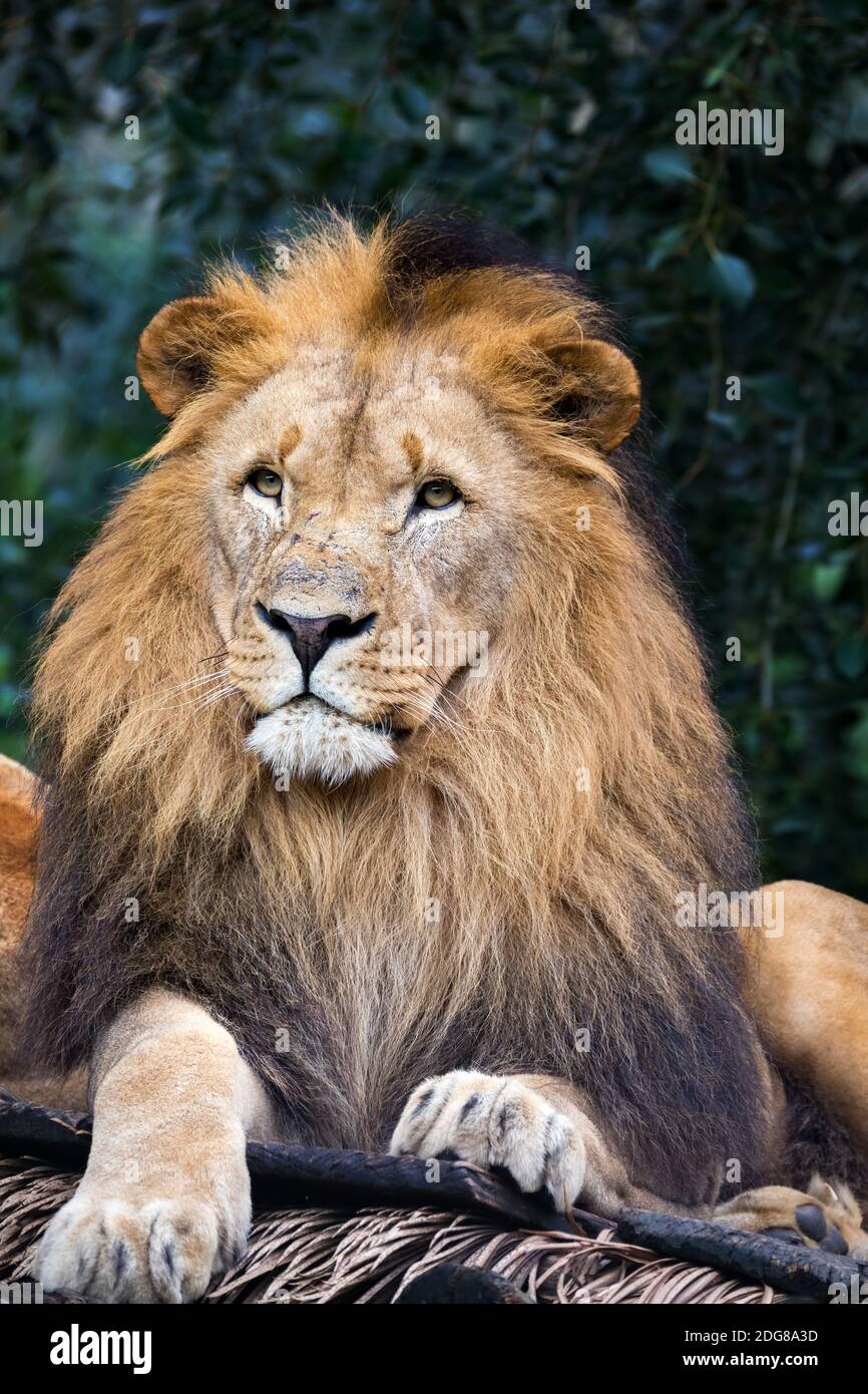 head portrait of majestic male of Southwest African lion or Katanga lion, Panthera leo bleyenberghi Stock Photo