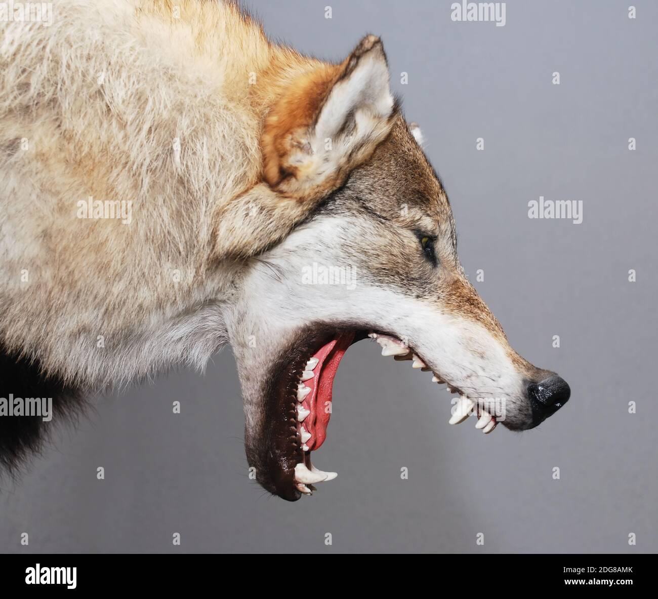 Stuffed wolf head 2025