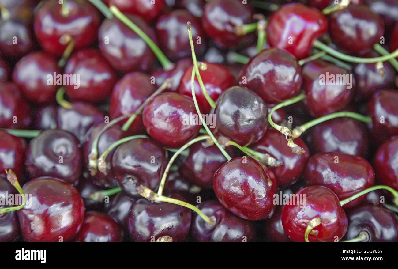 Large ripe fruits of cherry the background image Stock Photo