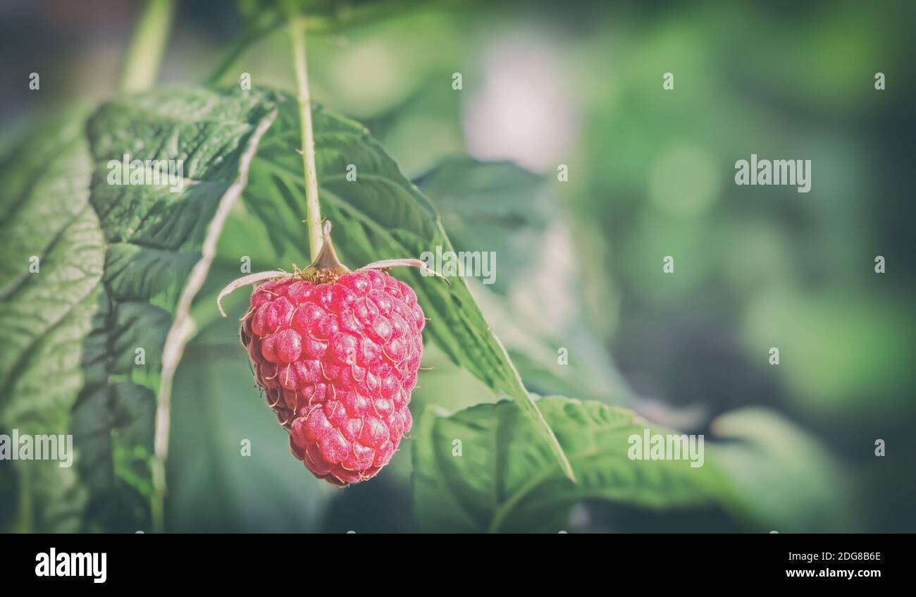 Raspberries in the garden on the branches of a Bush. Stock Photo