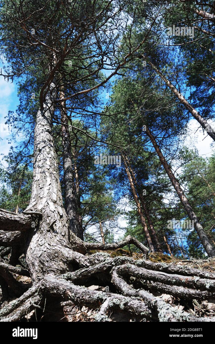 Tall pine with overgrown tree roots, vertical Stock Photo Alamy