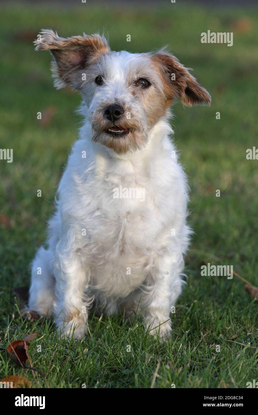 Wire haired parson russell terrier hi-res stock photography and images ...