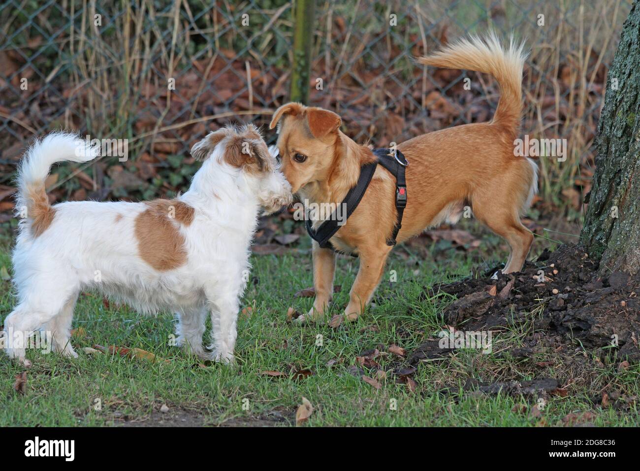 Jack Russell Terrier, wire-haired, and maneto-mix Stock Photo