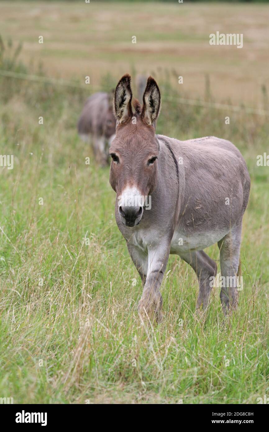Donkey farm hi-res stock photography and images - Alamy