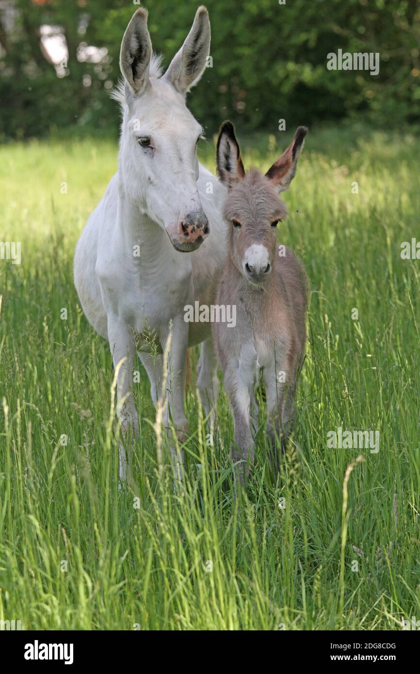 Donkey foal with mother Stock Photo