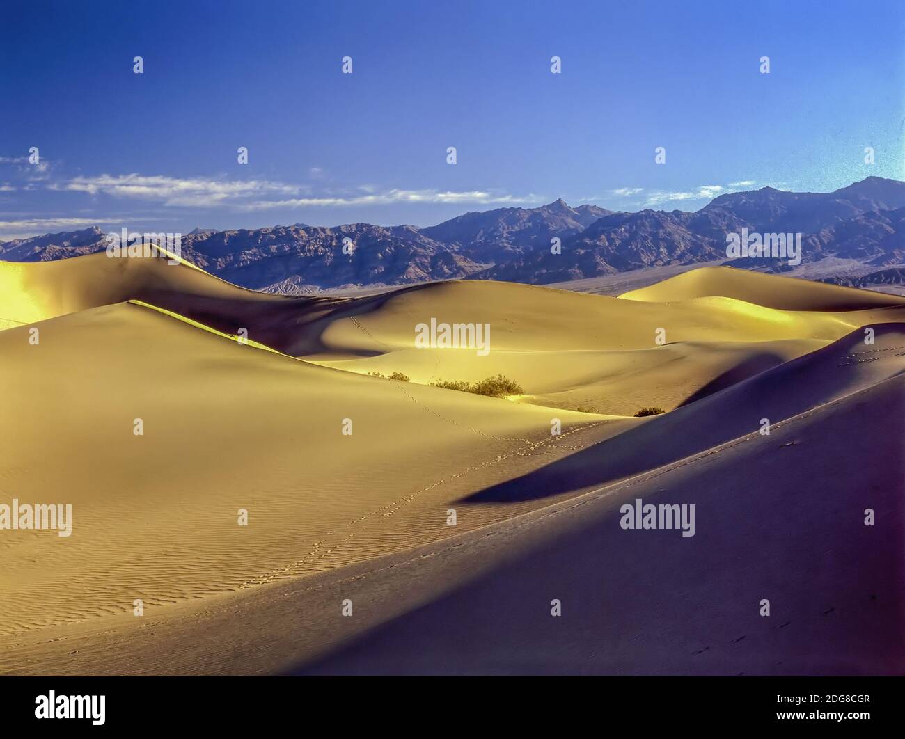 Sand dunes plants hi-res stock photography and images - Alamy