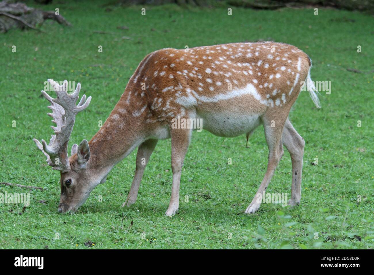 Sika deer Stock Photo