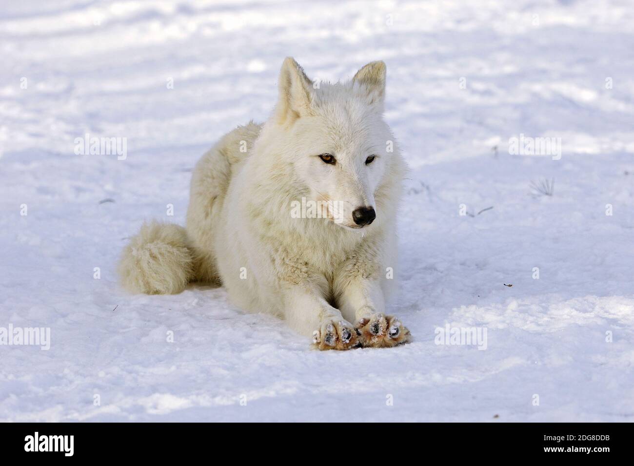 Timberwolf - Deutschland Stock Photo - Alamy