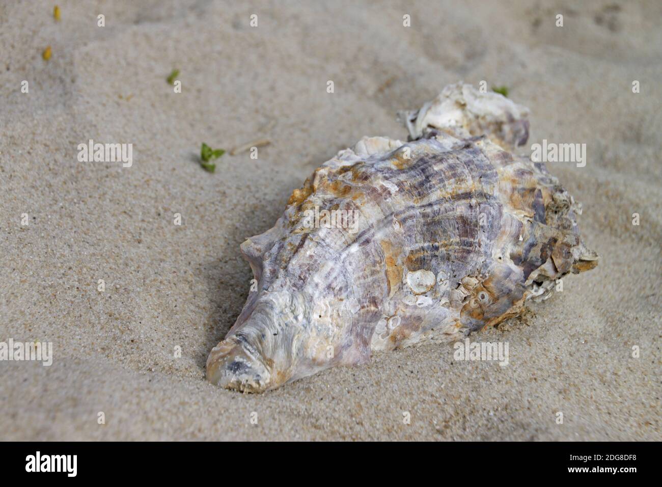Pacific giant oyster Stock Photo