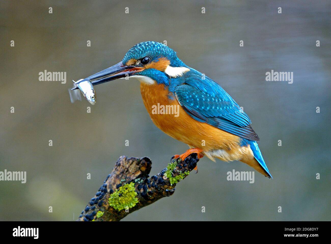 Eisvogel, River Kingfisher, (Alcedo atthis) mit Fisch im Schnabel, Stock Photo