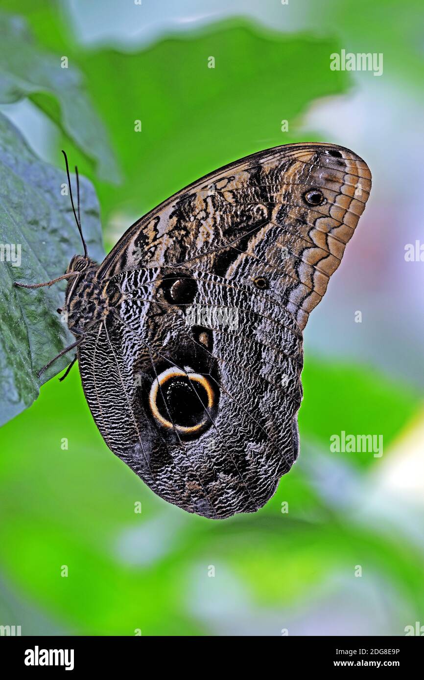 Schmetterling, Tagfalter, Bananenfalter, (Caligo beltrao), Südamerika Stock Photo