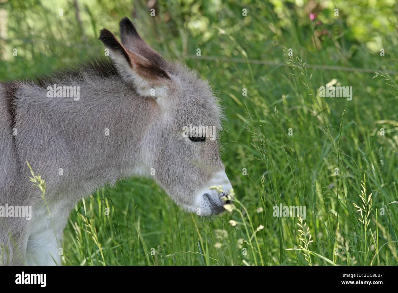 Donkey foal Stock Photo
